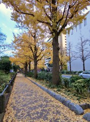 海岸通りの銀杏並木