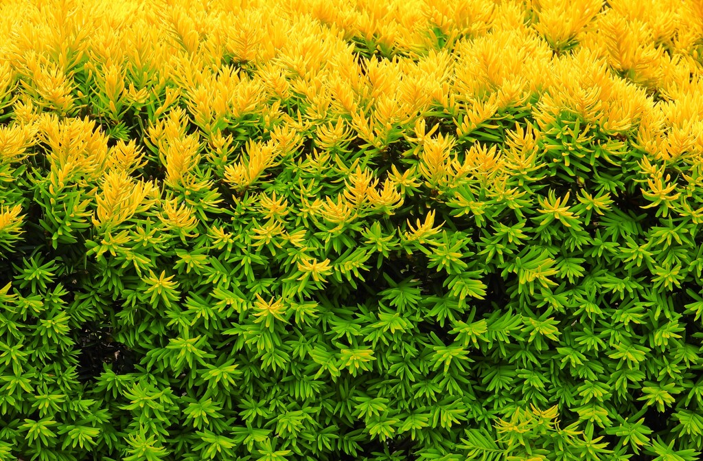 キンメキャラボク