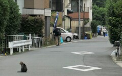 猫のツバメ返し