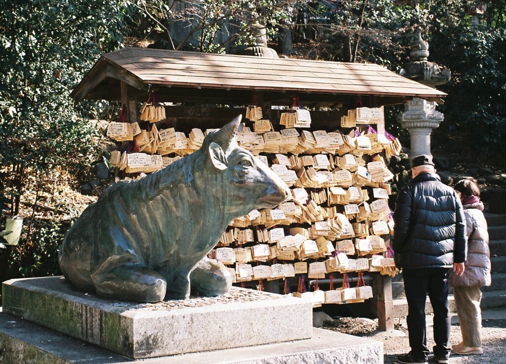 牛さん