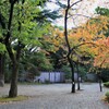 緑の楓も