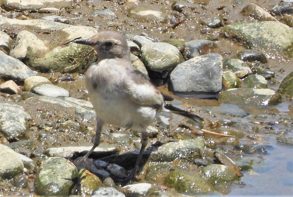 イソシギもどきの