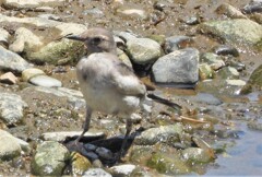 イソシギもどきの