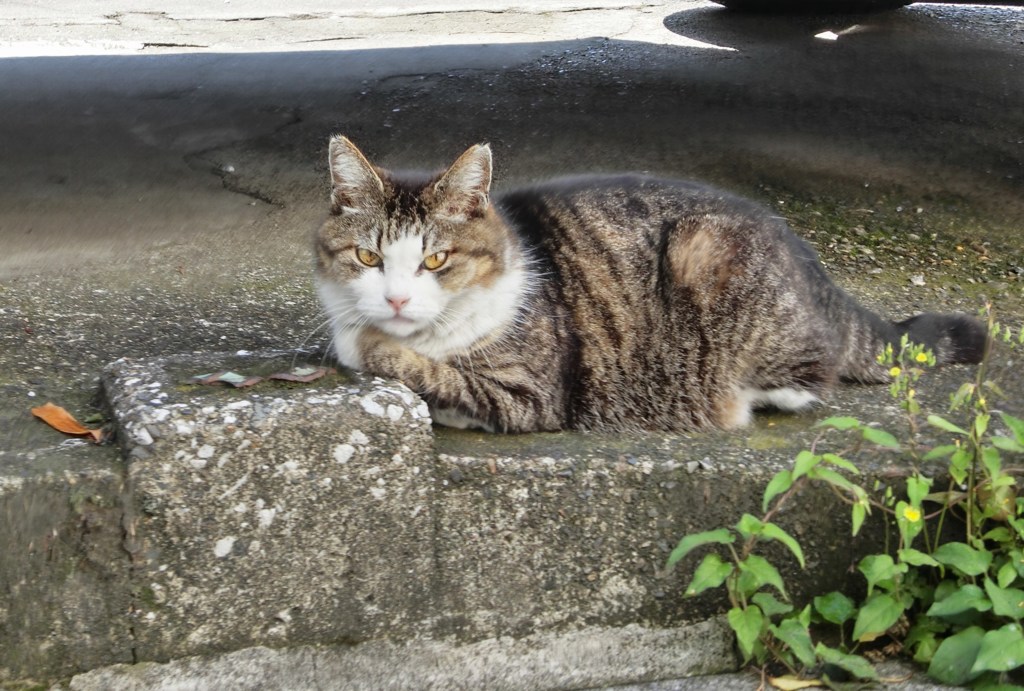 ニャンコみっけ