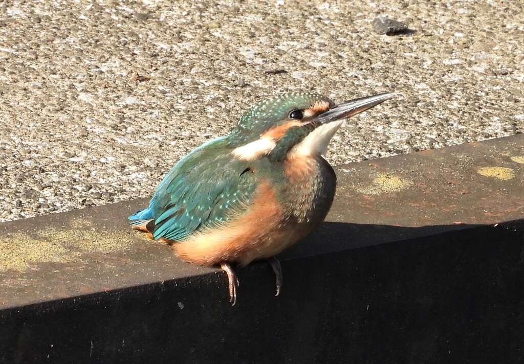 カラスも気になる