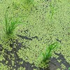 緑のなかの緑