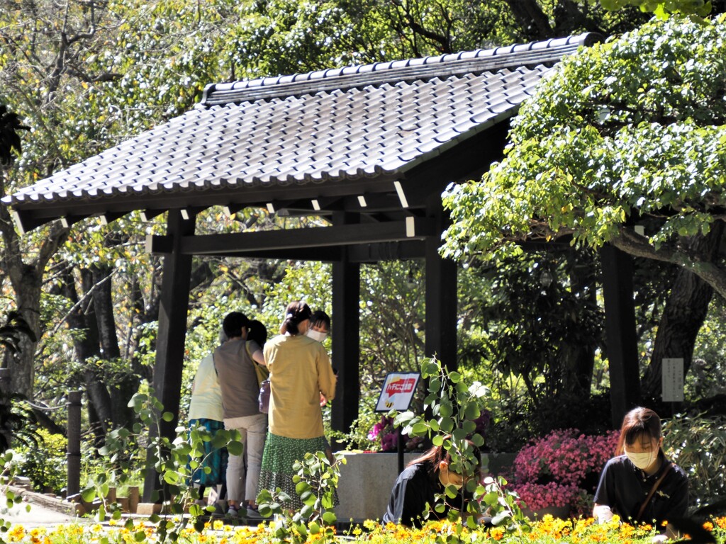 美しい女性たち