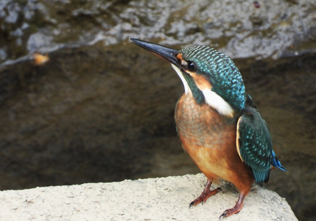 カラスは…