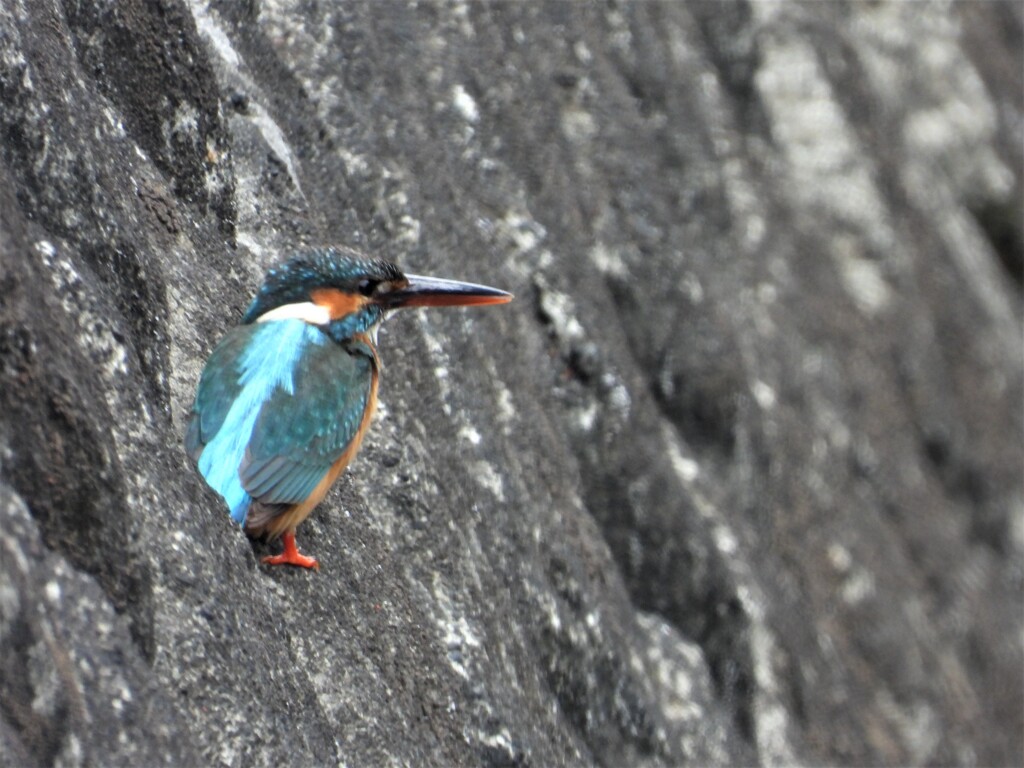 今日のカワセミ