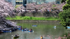 千鳥ヶ淵緑道の桜並木