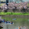 千鳥ヶ淵緑道の桜並木