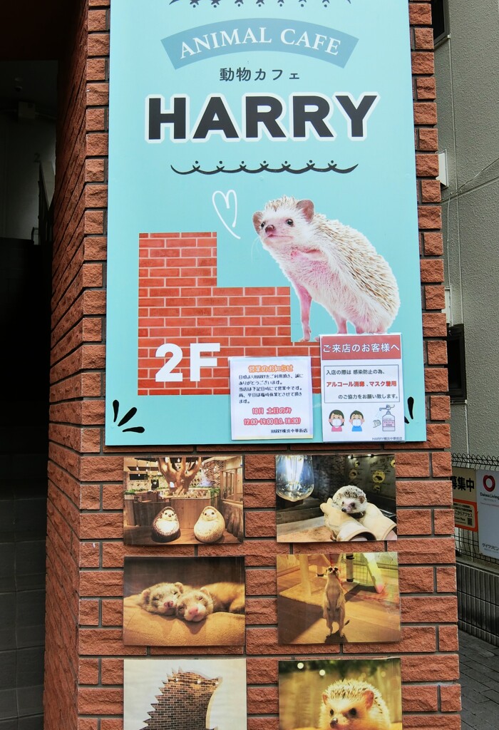 ハリネズミカフェ