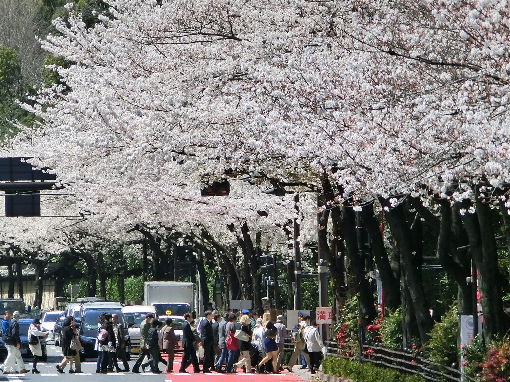 靖国神社へ向かう花見客