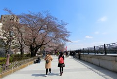 桜はまだかいな
