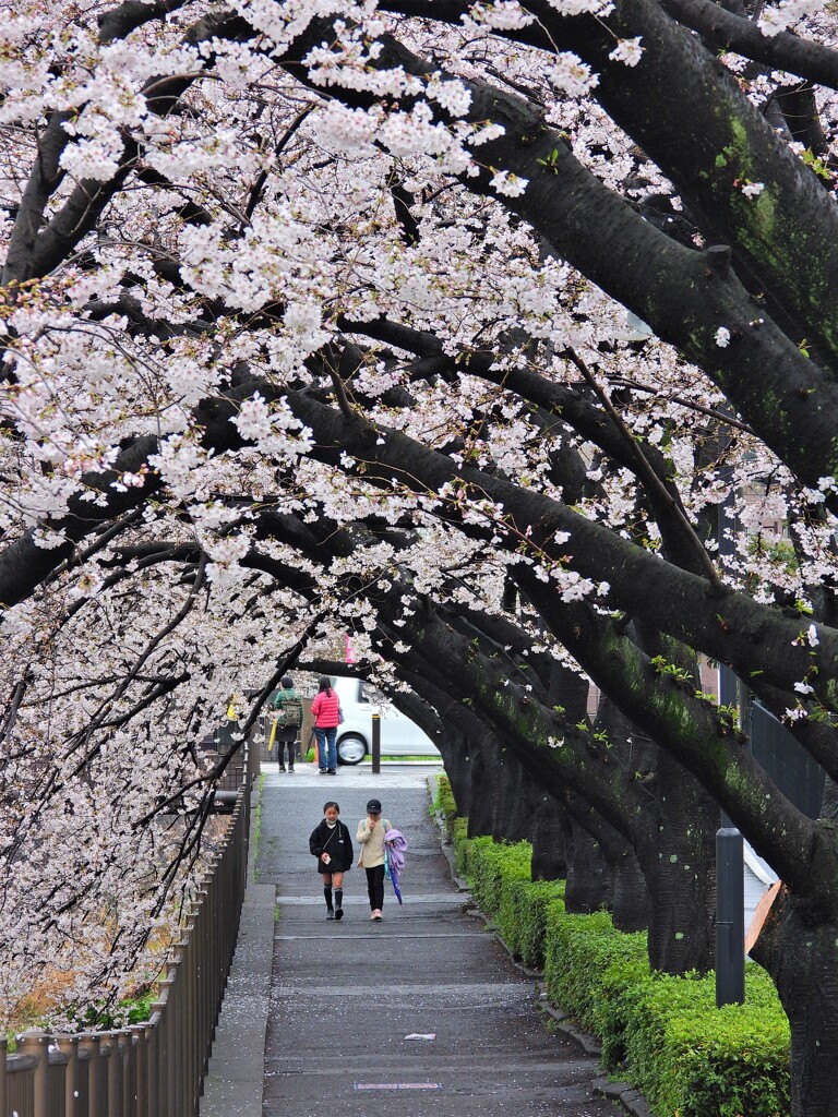 桜のトンネル