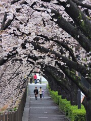 桜のトンネル