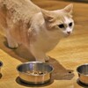 妖精のようなマンチカン
