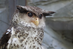 マレーワシミミズクさん