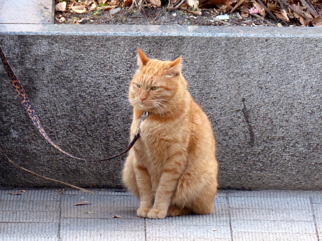 つながれてても犬じゃないから