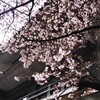 早咲きの桜