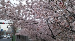 外堀通り沿いの桜並木