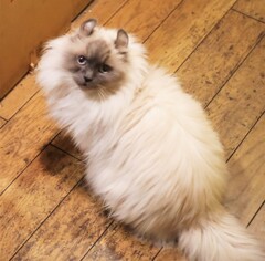 美魔女クーちゃん