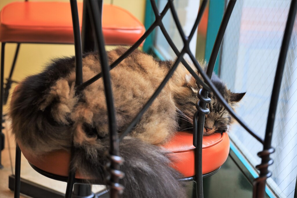 ランチのお客には興味なし？