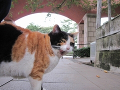 菊千代と霧笛橋