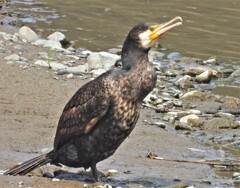 カワウ