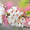 4月になれば