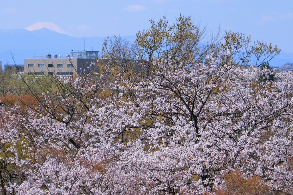 冠雪の富士山も