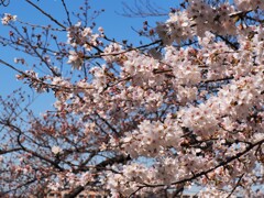 最も開花していた桜