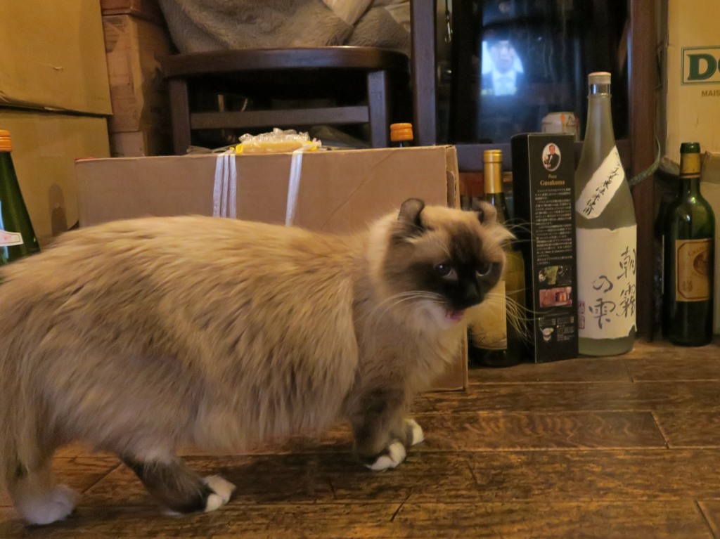 「オーちゃんは？」「猫またぎニャ」