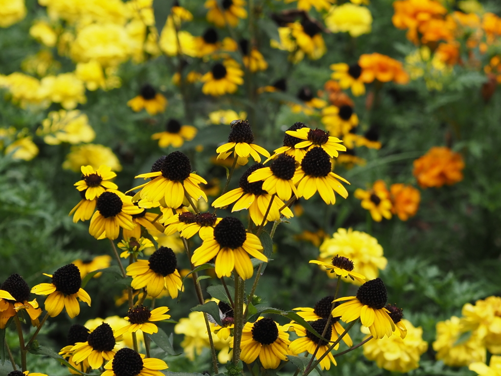 ヒマワリモドキ