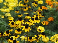 ヒマワリモドキ