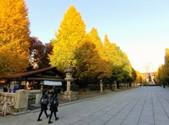 靖国神社の銀杏並木