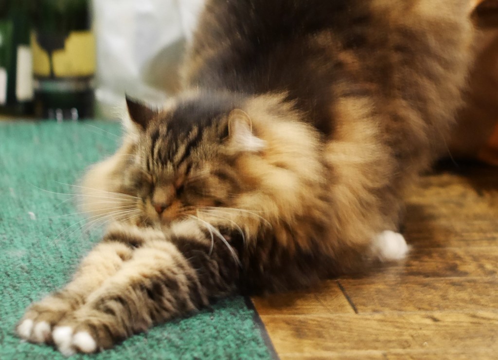 カイ君、元気になりました