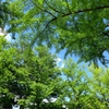 5月の色