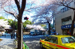 九段の桜