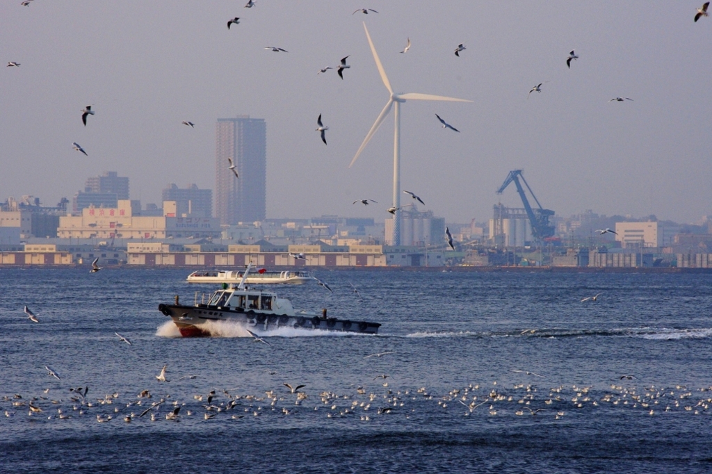 横浜港のカモメの群れ