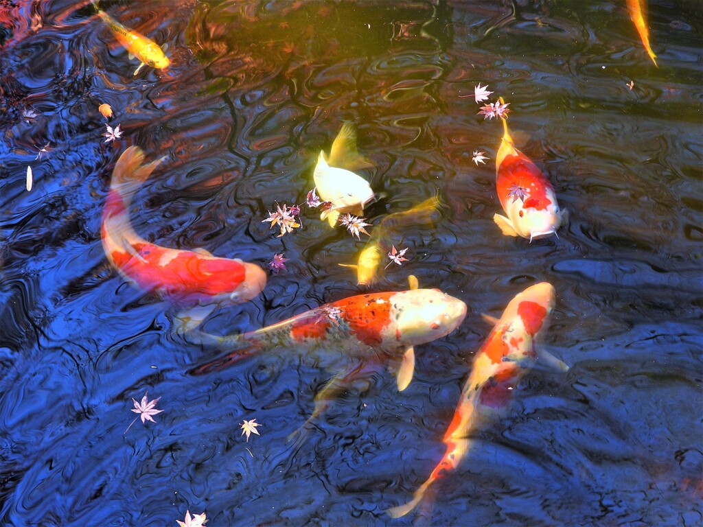 モミジの落葉もわずか