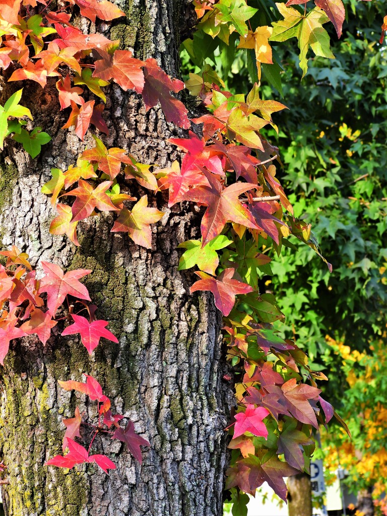 紅葉