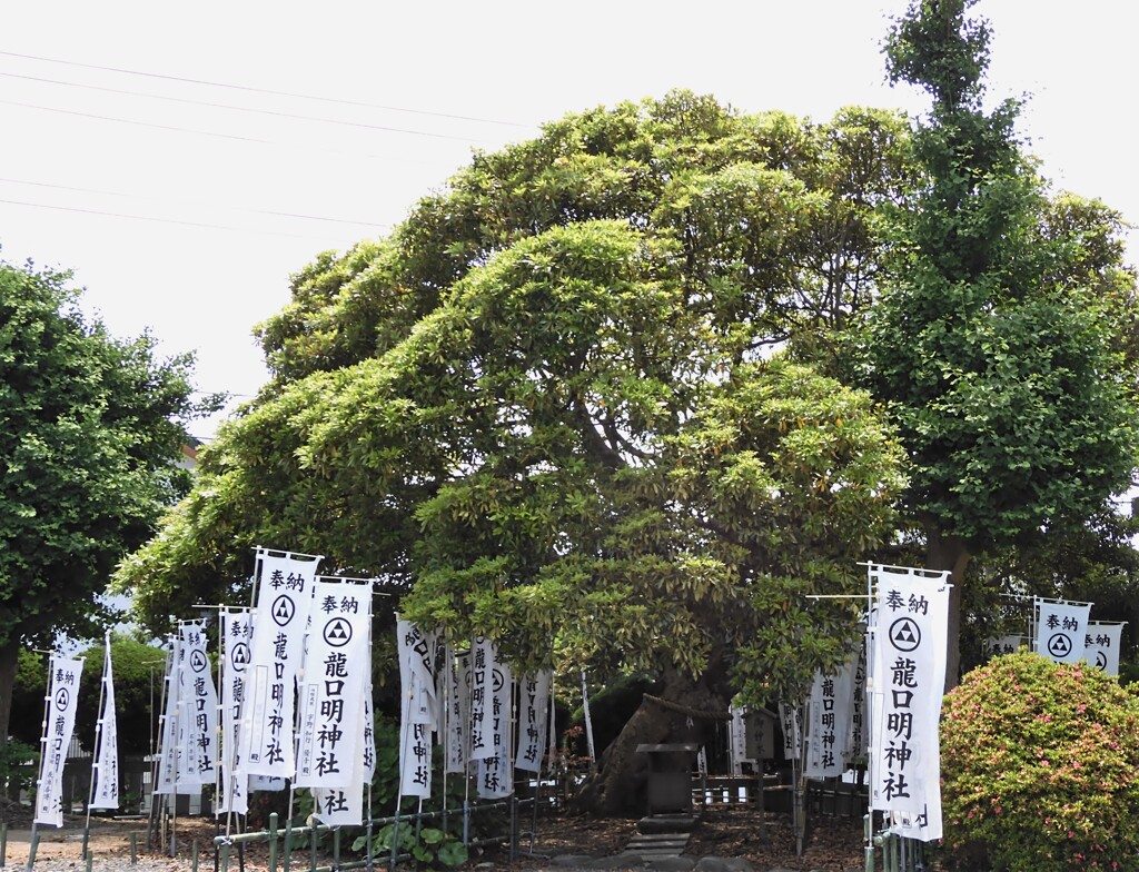 御神木