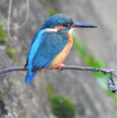 2羽目のカワセミ