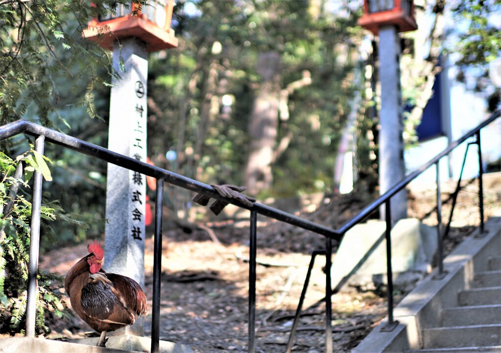 石段の神鶏さん