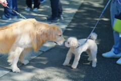 大きなゴールデンレトリバー