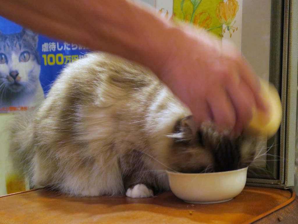 食事くらいゆっくりさせてくれニャ