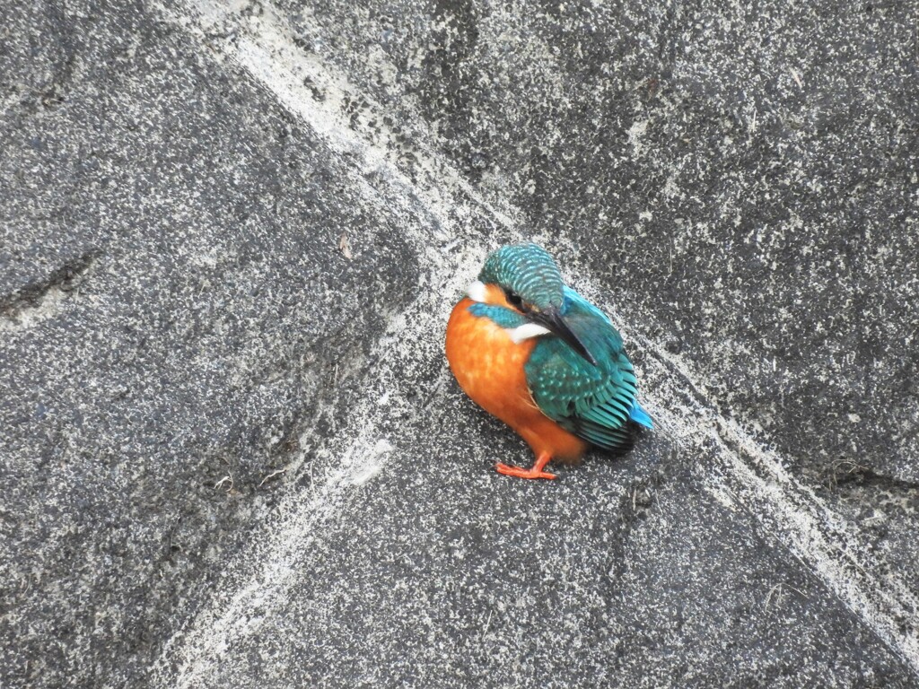 カワセミ