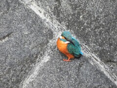 カワセミ