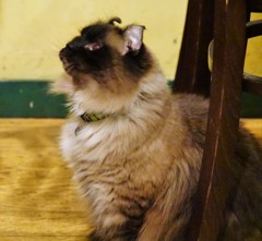 ミューズちゃんデビュー